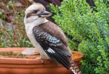 brown and white bird on brown pot