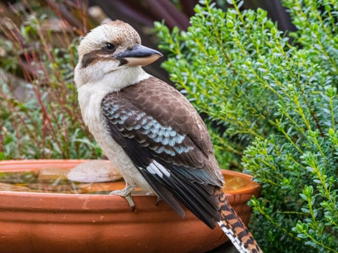 brown and white bird on brown pot