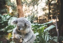 koala sitting on tree branch