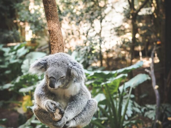 koala sitting on tree branch