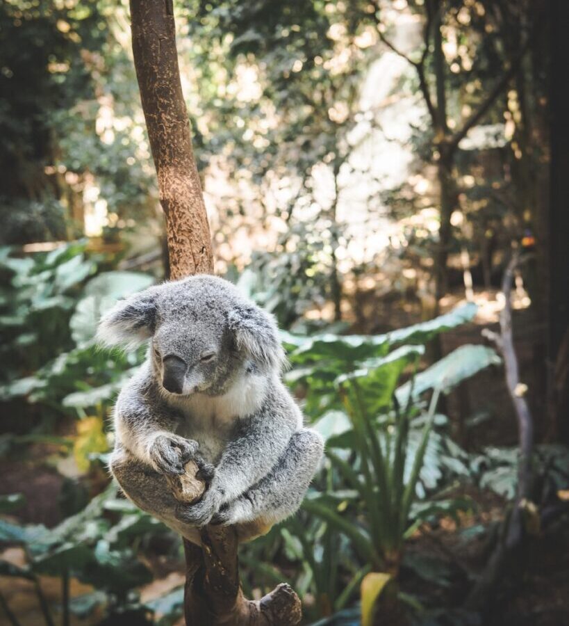 koala sitting on tree branch