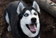 adult black and white Siberian husky standing near brown wooden board