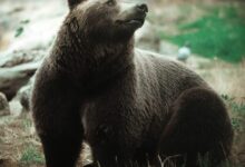 grizzly bear