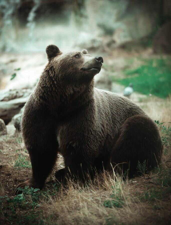 grizzly bear