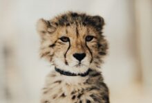yellow and black cheetah