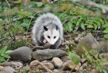 white and black animal on brown rock