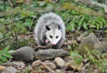 white and black animal on brown rock
