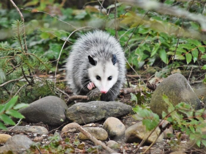 white and black animal on brown rock