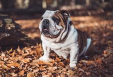 selective focus photography of short-coated white and brown dog on fallen brown leaves during daytime