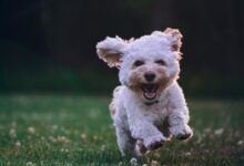 shallow focus photography of white shih tzu puppy running on the grass