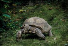 gray tortoise walking on green grass field
