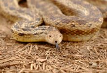 brown snake