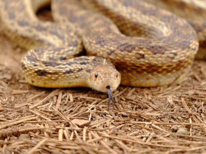 brown snake