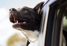 dog looking out the window