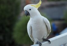 white bird on black metal bar