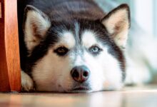 black and white siberian husky puppy lying on brown wooden floor