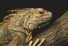 brown bearded dragon on trunk
