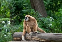 brown monkey on brown wooden log during daytime