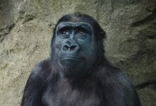 closeup photo of black gorilla