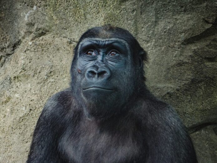 closeup photo of black gorilla