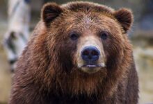 shallow focus photo of brown grizzly bear