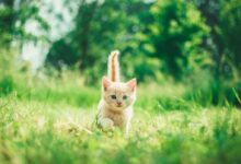 orange tabby kitten in grasses