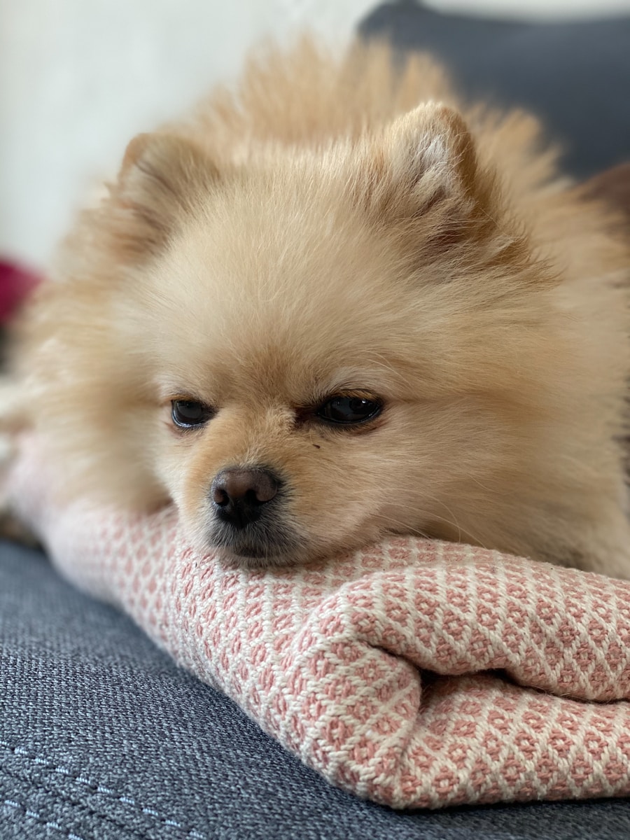 Denys Sergushkin - NeposlušnéTlapky brown pomeranian puppy on white textile
