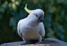 selective focus photography of white parrot during daytime