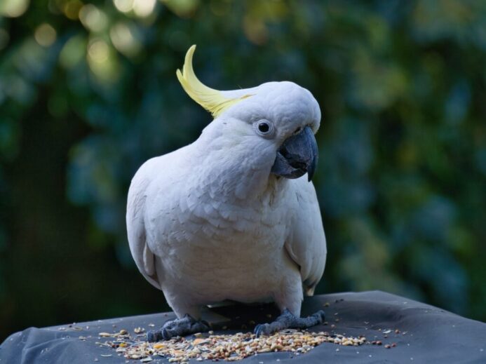 selective focus photography of white parrot during daytime