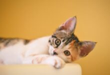calico kitten lying on white textile