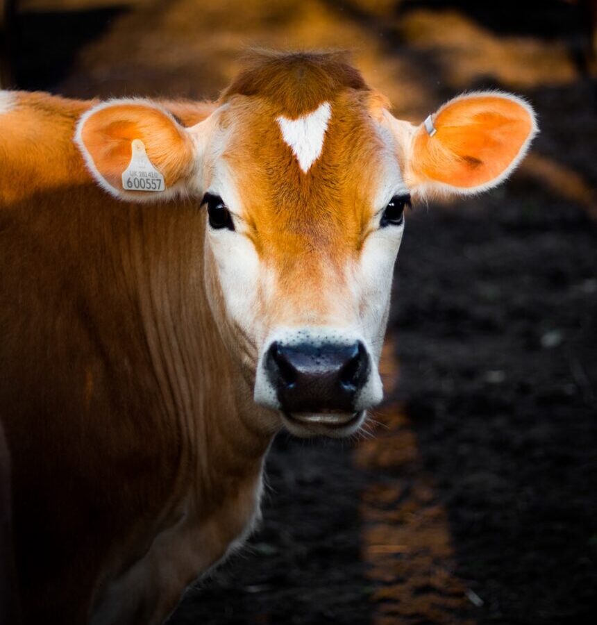 selective focus photography of brown cow