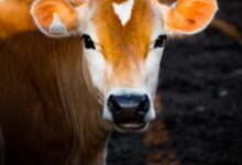 selective focus photography of brown cow