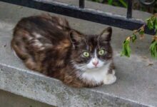 brown and white cat on gray concrete floor