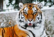 close-up photography of tiger