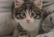 white and gray kitten on bed
