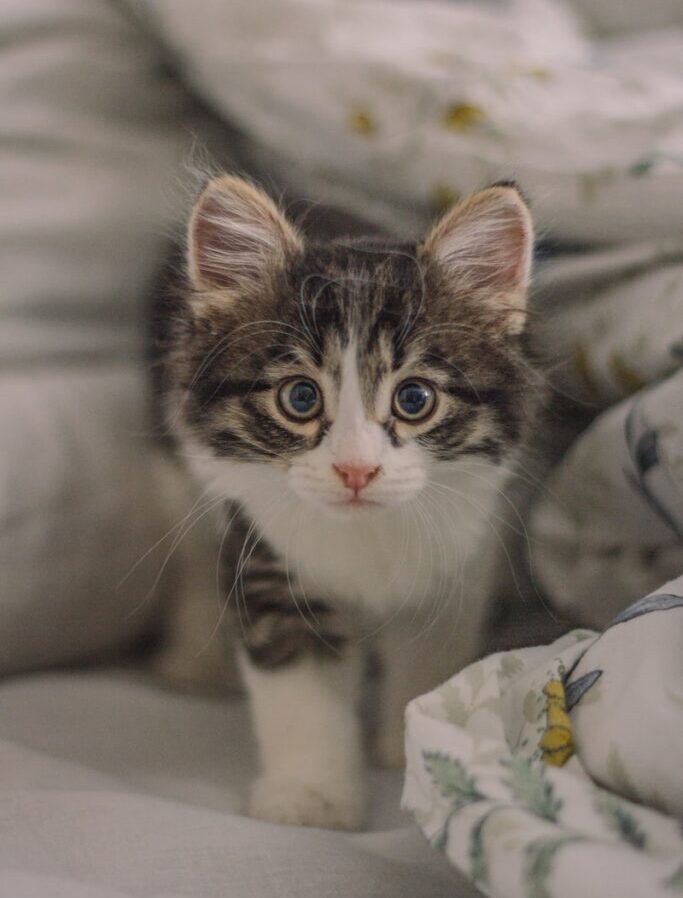 white and gray kitten on bed