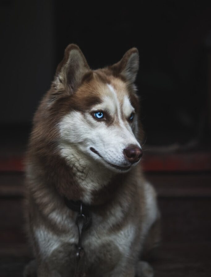 adult Siberian husky