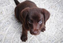 short-coated brown puppy on white floor