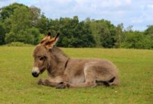 brown and white horse on green grass field during daytime