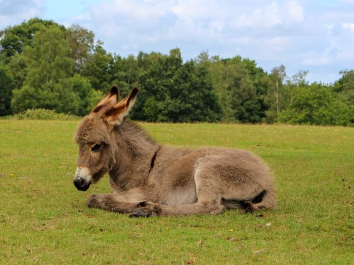 brown and white horse on green grass field during daytime