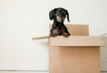 black and brown Dachshund standing in box
