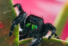 black jumping spider on green leaf in macro photography