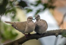 white and brown bird on brown tree branch