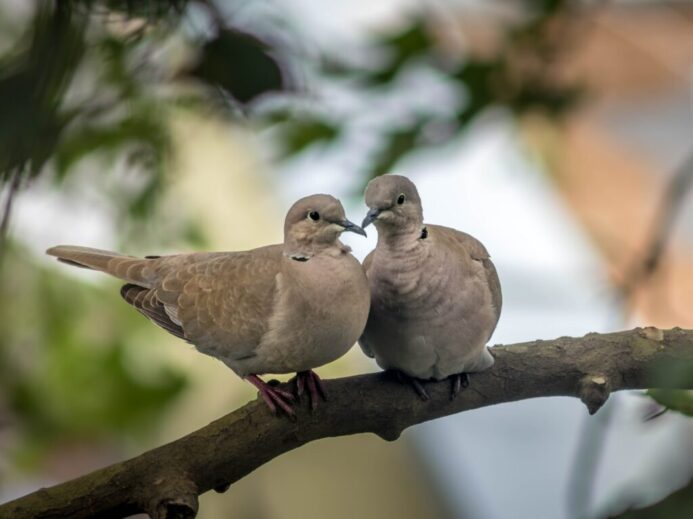white and brown bird on brown tree branch