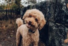 short-coated brown dog
