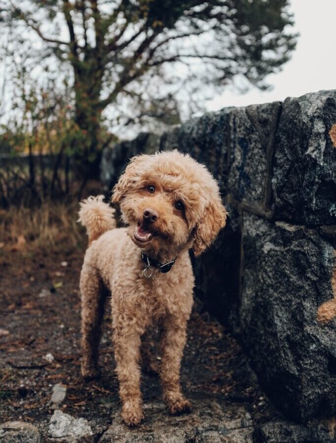 short-coated brown dog