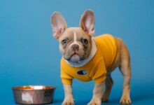 brown french bulldog in yellow shirt holding blue ceramic mug