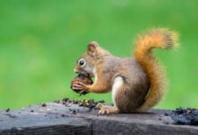 brown squirrel eating nuts
