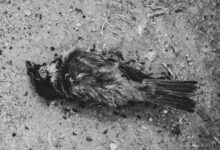 grayscale photo of bird