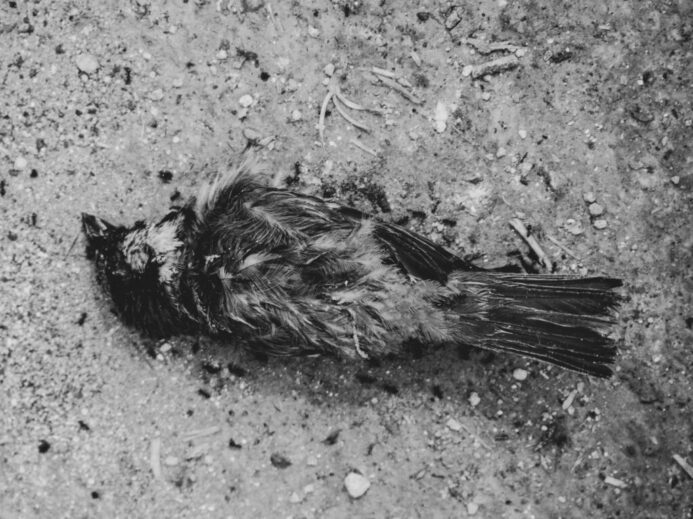 grayscale photo of bird
